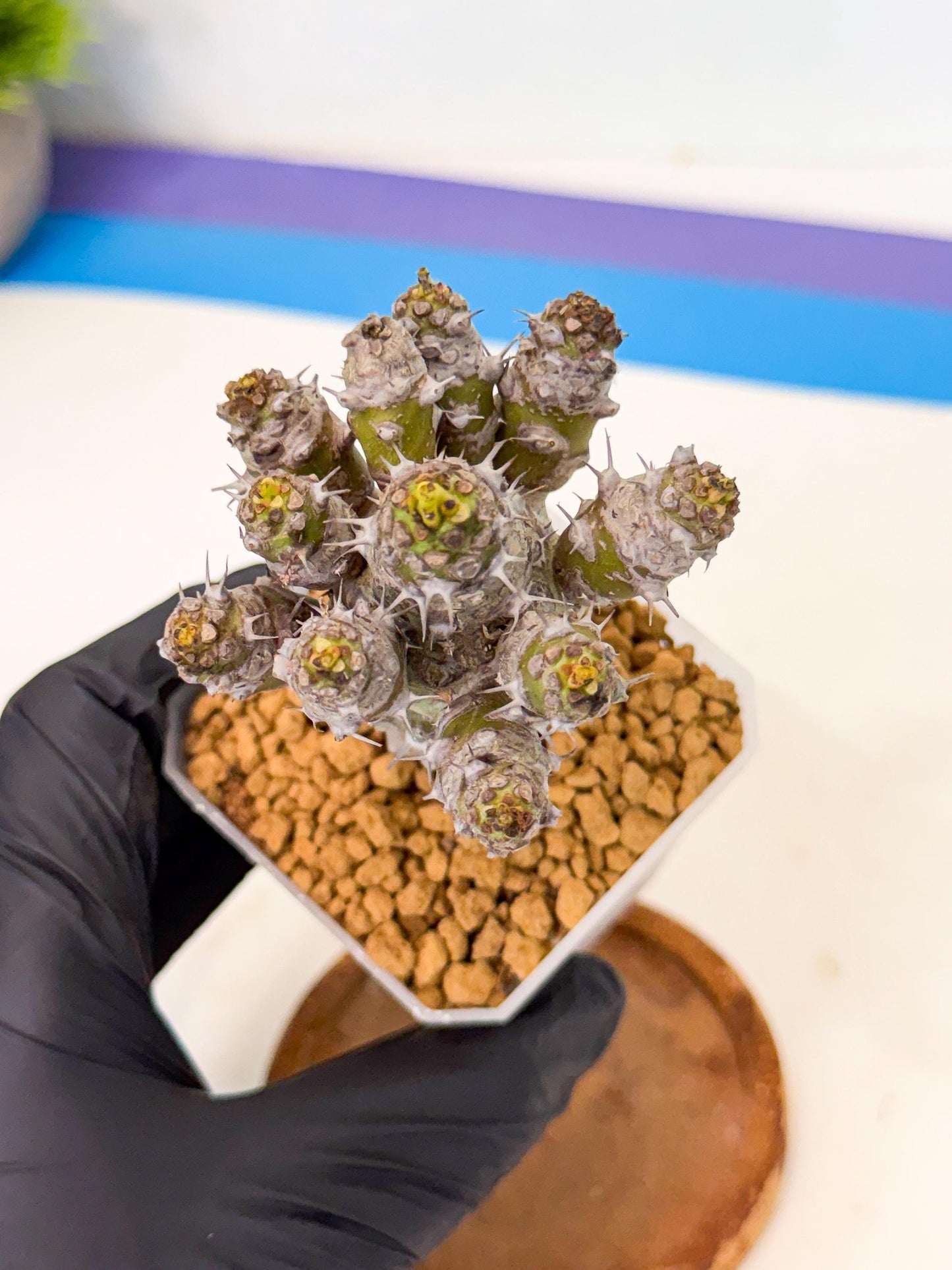Pachypodioides (8) | Cactus Bonsai