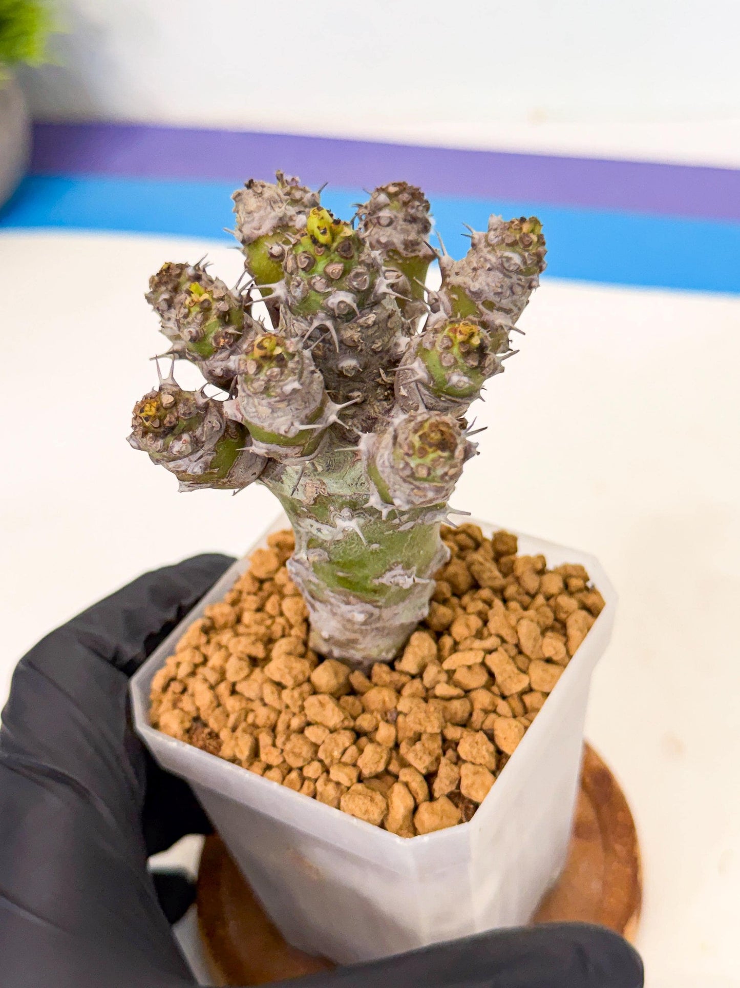 Pachypodioides (8) | Cactus Bonsai