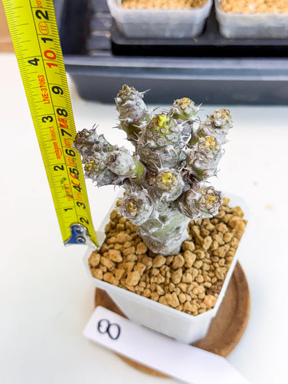 Pachypodioides (8) | Cactus Bonsai