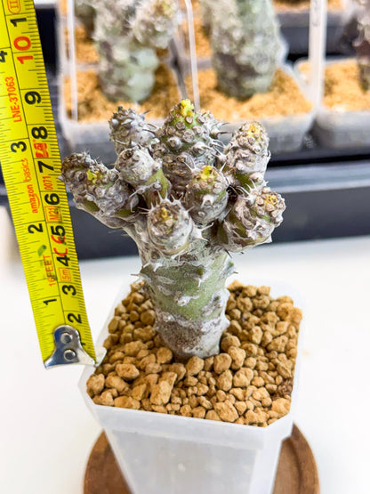 Pachypodioides (8) | Cactus Bonsai