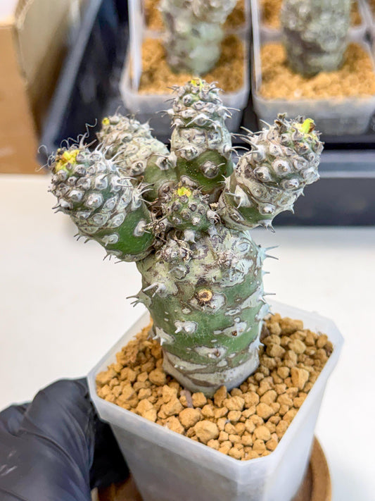 Pachypodioides (9) | Cactus Bonsai