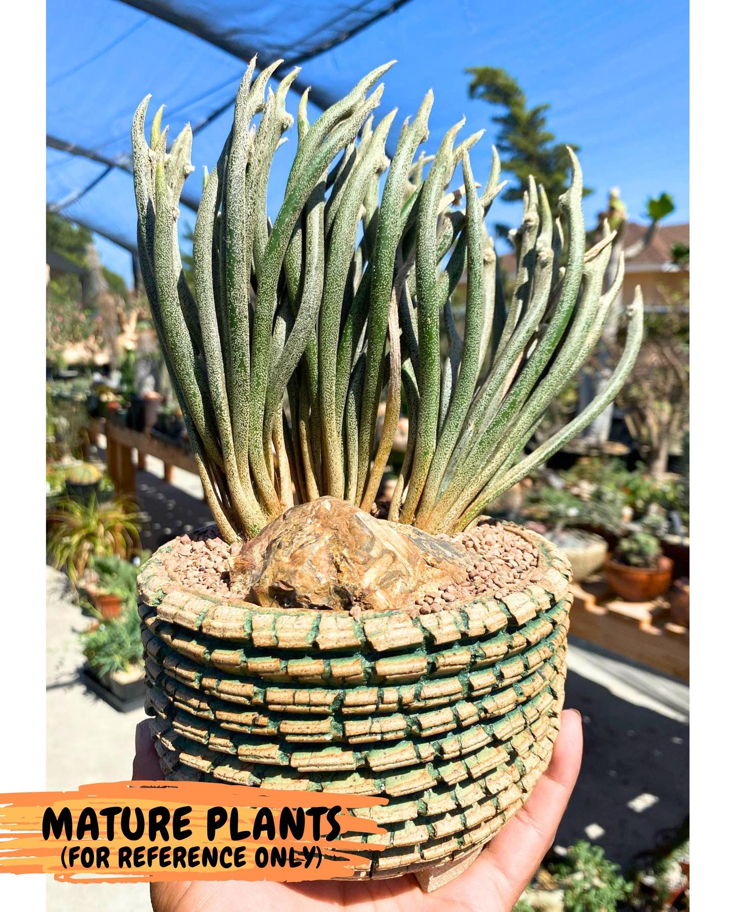 Caput Medusae (2) | Imported Cactus | Rare Succulent