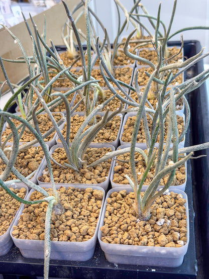 Caput Medusae (2) | Imported Cactus | Rare Succulent