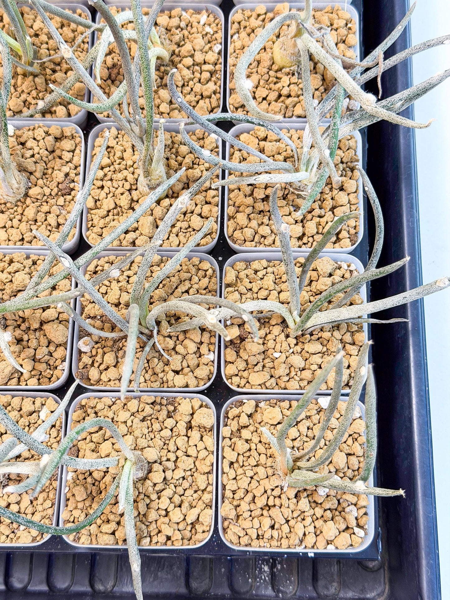 Caput Medusae | Imported Cactus | Rare Succulent