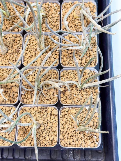 Caput Medusae (2) | Imported Cactus | Rare Succulent