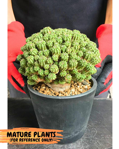 Sepulta Cluster Cactus (p) | Rare Succulent