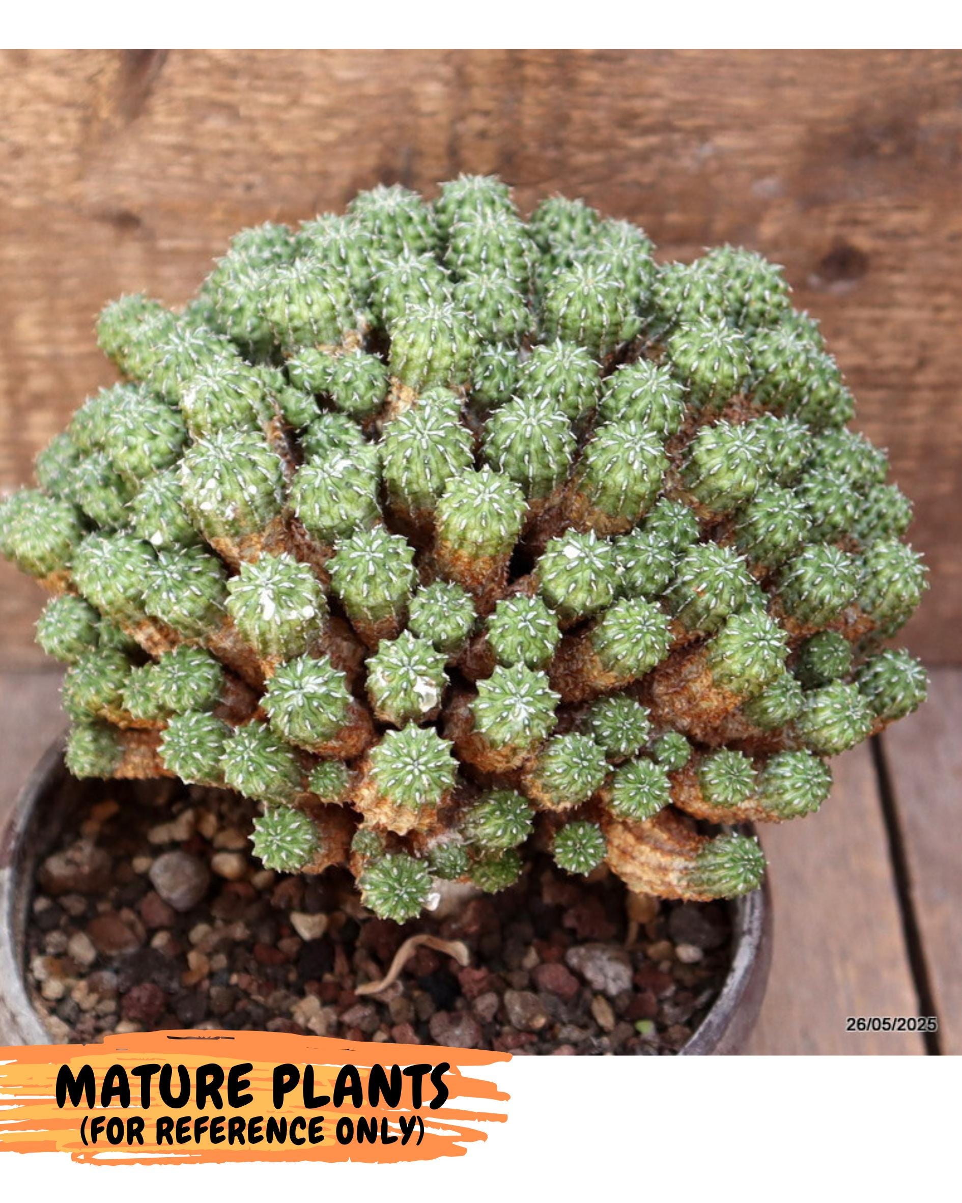 Sepulta Cluster Cactus (p) | Rare Succulent