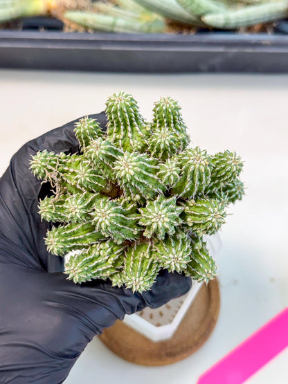 Sepulta Cluster Cactus (p) | Rare Succulent