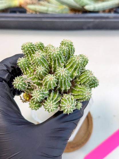 Sepulta Cluster Cactus (p) | Rare Succulent