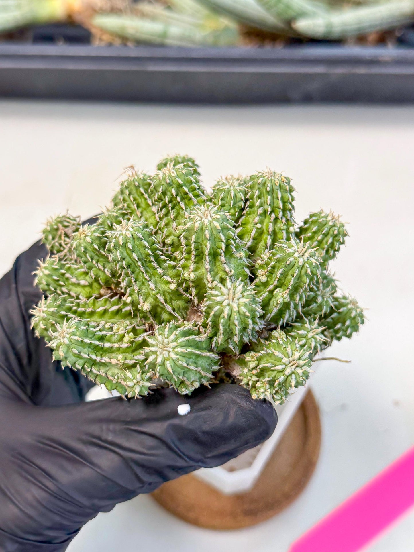 Sepulta Cluster Cactus (p) | Rare Succulent
