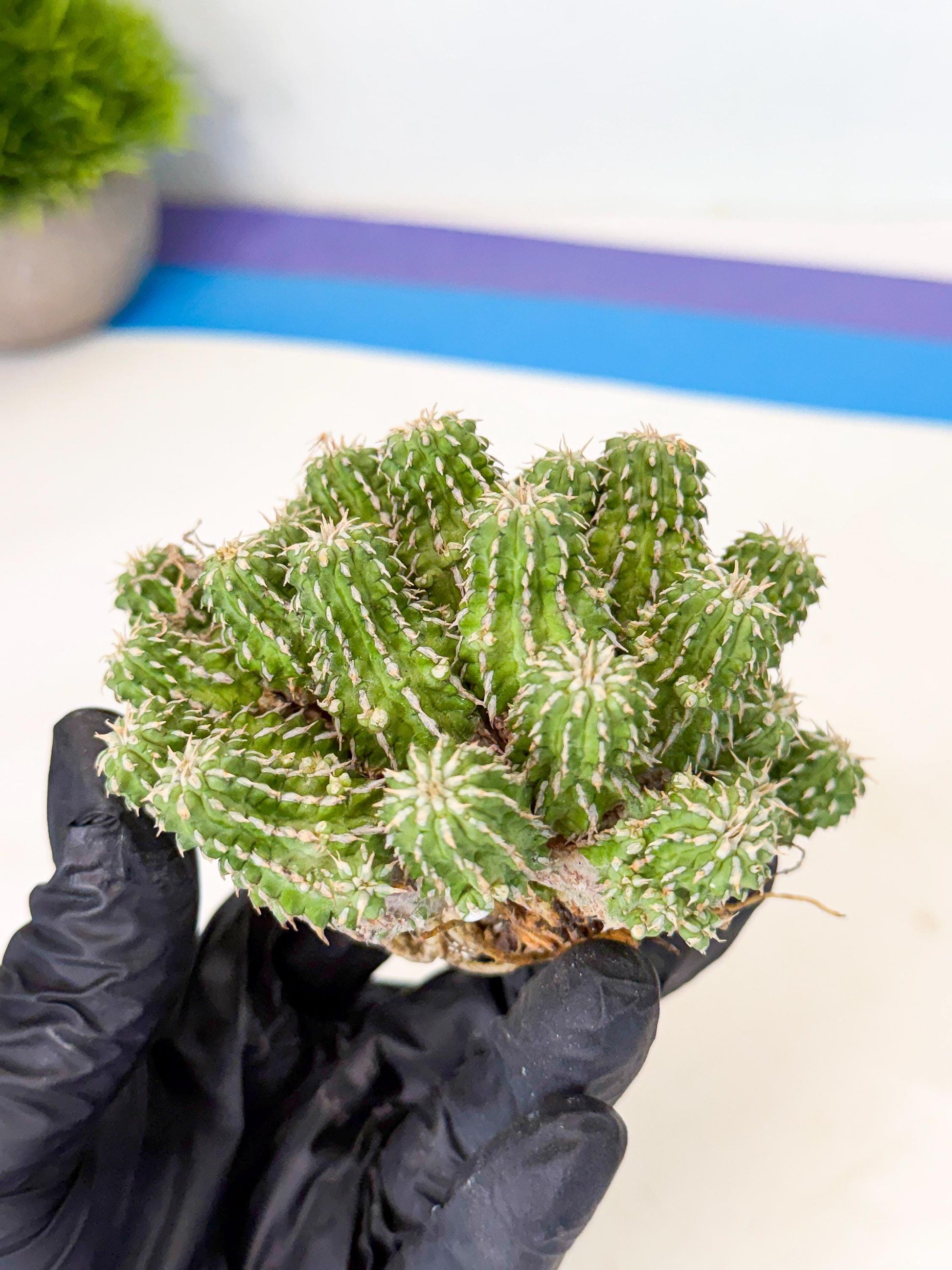 Sepulta Cluster Cactus (p) | Rare Succulent