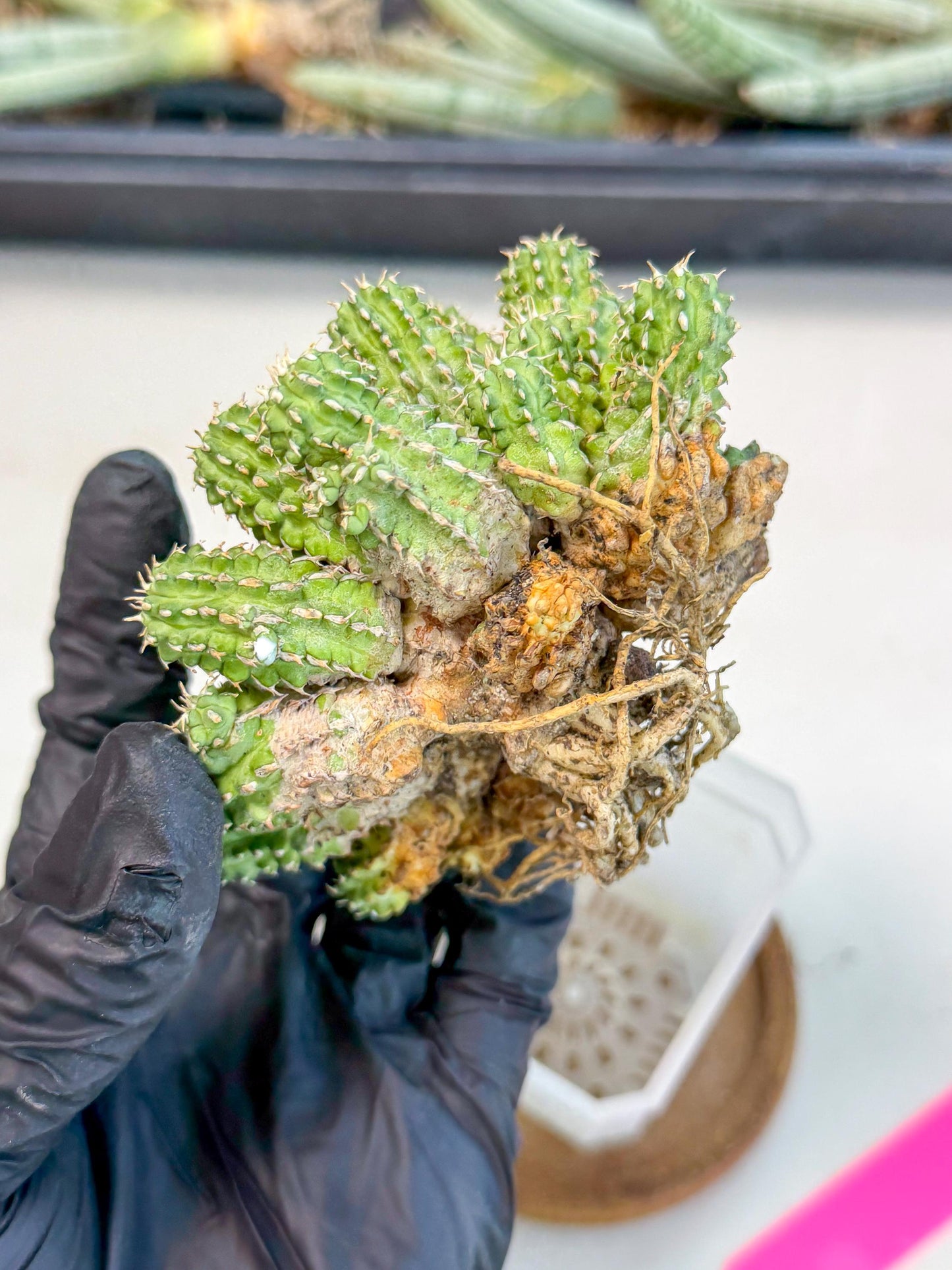 Sepulta Cluster Cactus (p) | Rare Succulent