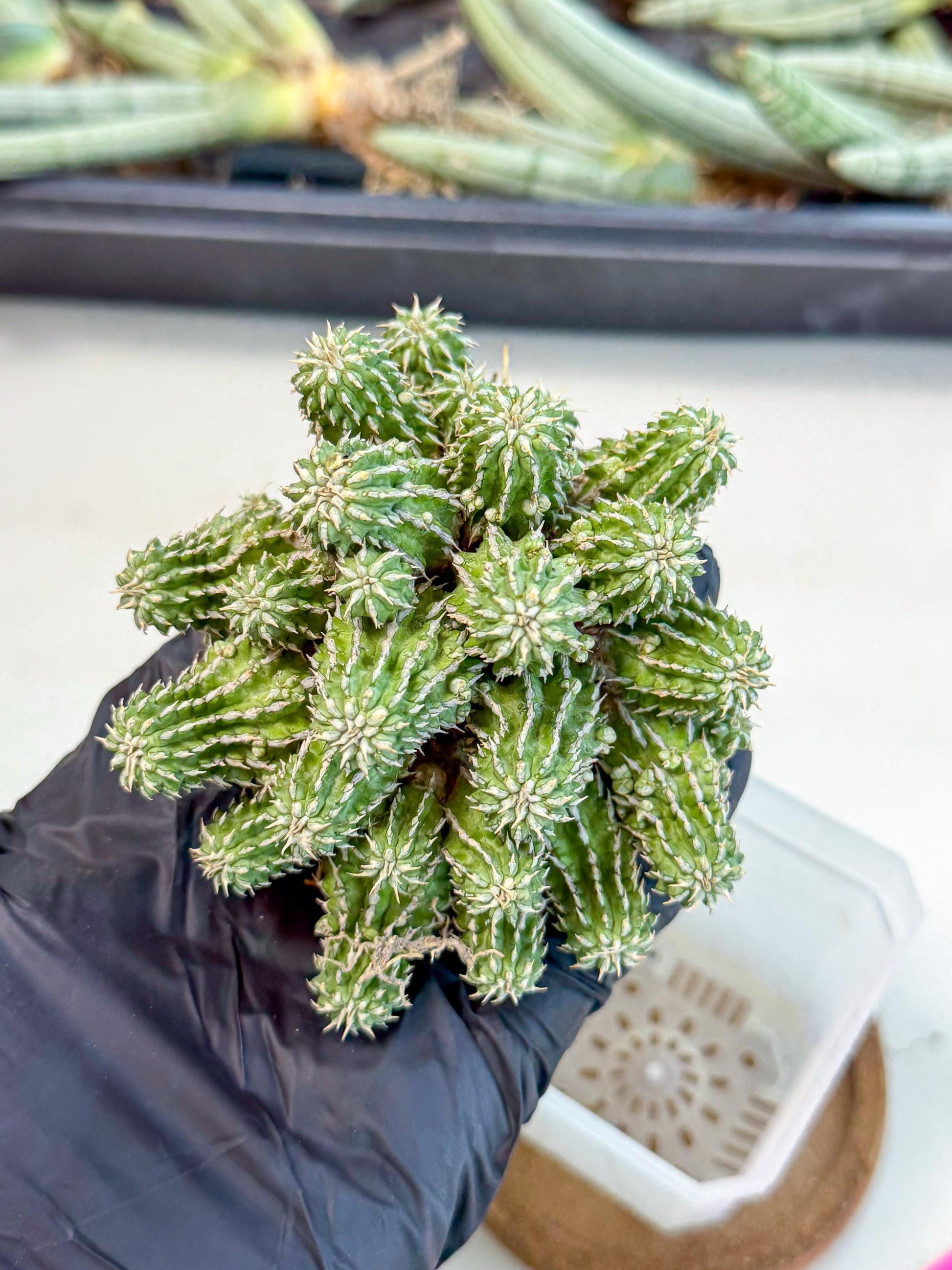 Sepulta Cluster Cactus (p) | Rare Succulent