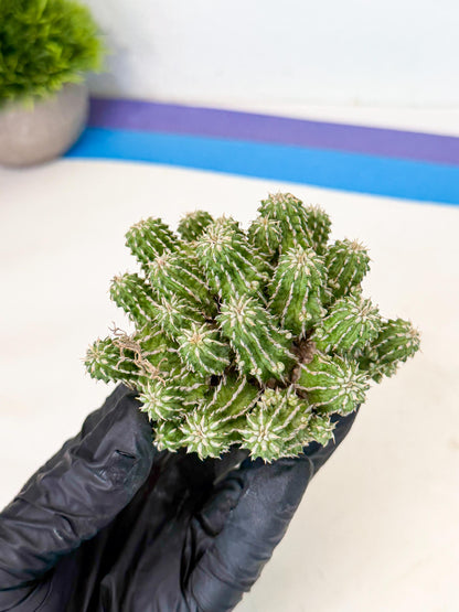 Sepulta Cluster Cactus (p) | Rare Succulent