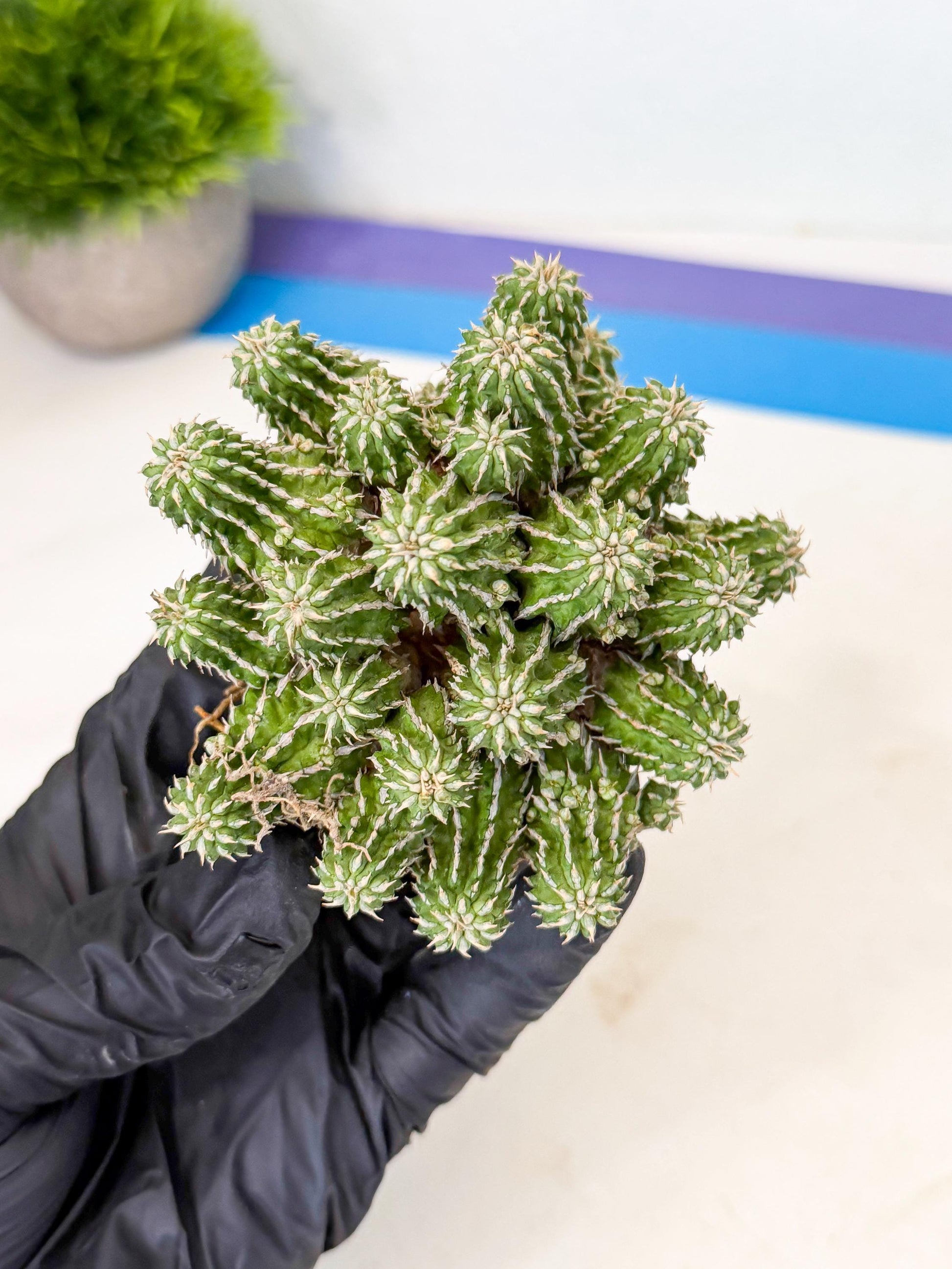 Sepulta Cluster Cactus (p) | Rare Succulent