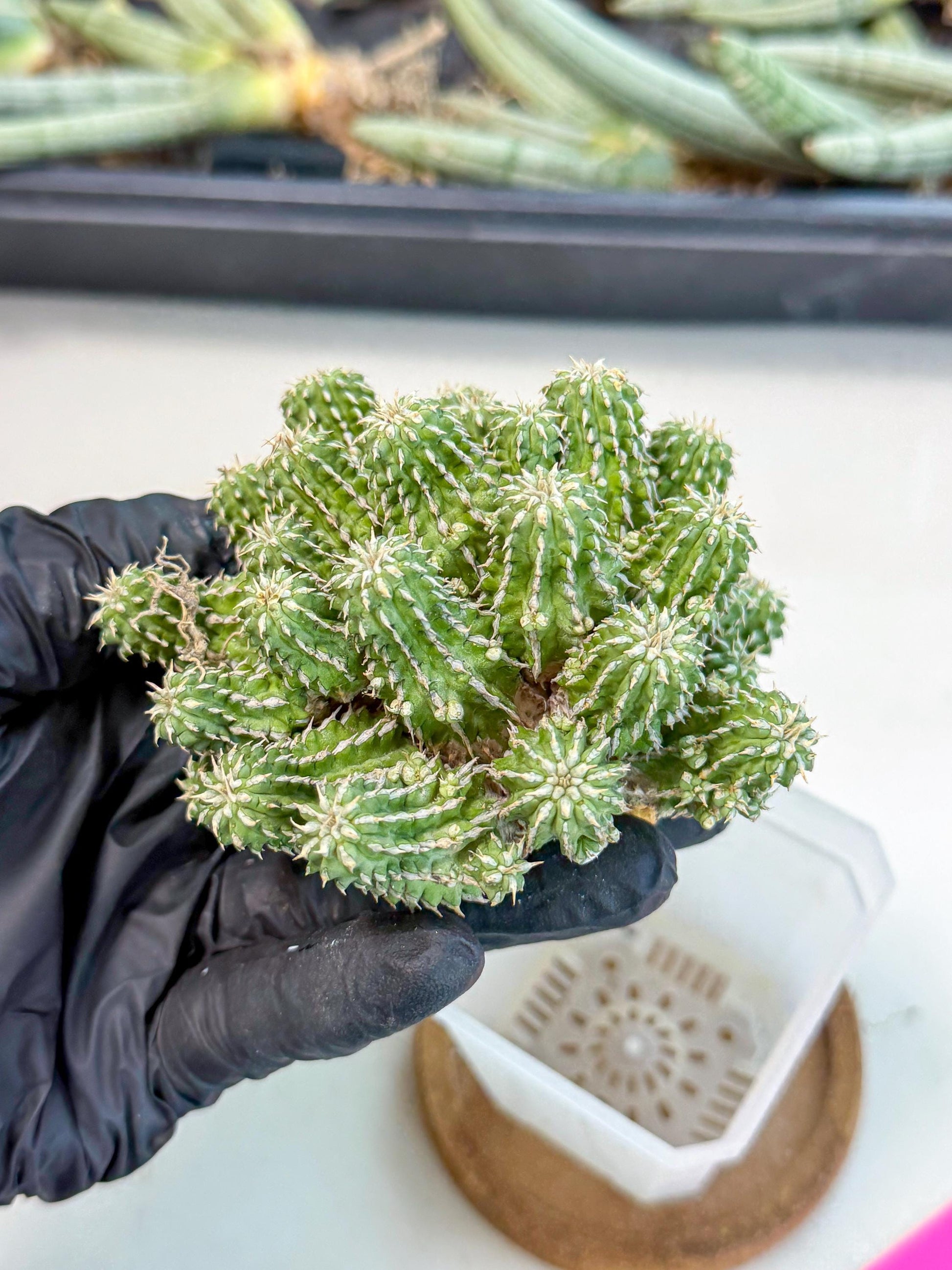 Sepulta Cluster Cactus (p) | Rare Succulent