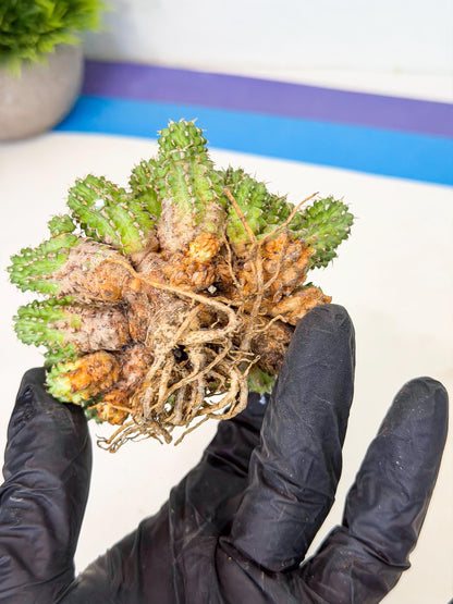 Sepulta Cluster Cactus (p) | Rare Succulent