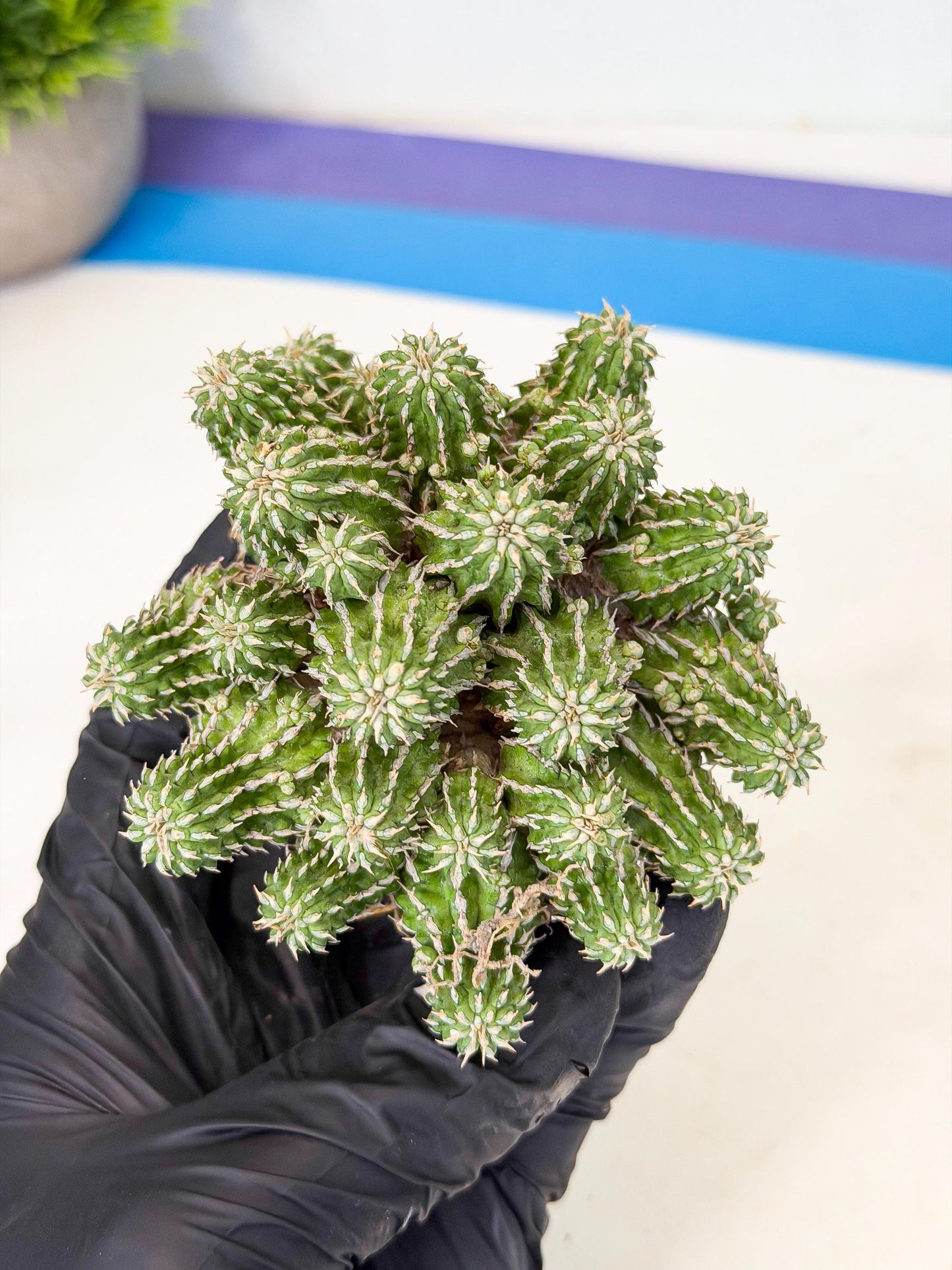 Sepulta Cluster Cactus (p) | Rare Succulent