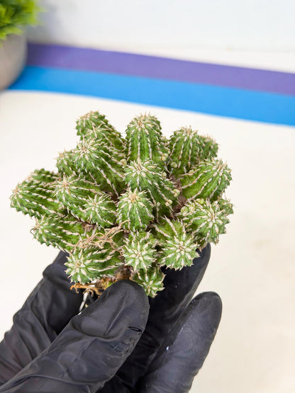 Sepulta Cluster Cactus (p) | Rare Succulent