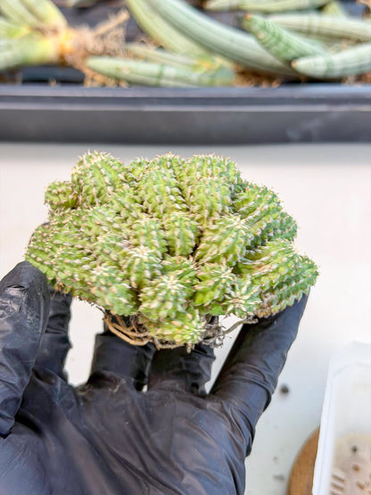 Sepulta Cluster Cactus (b) | Rare Succulent