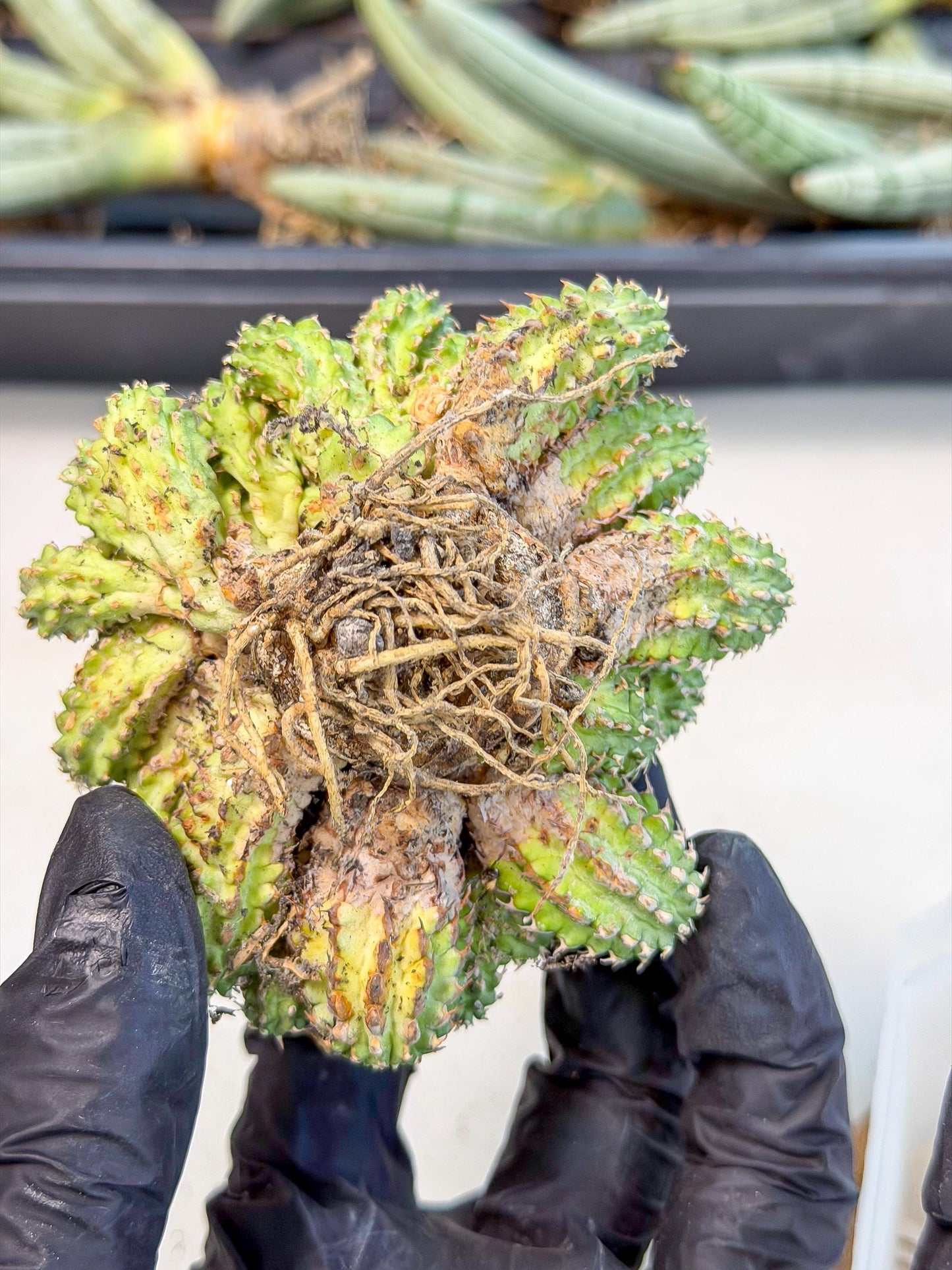 Sepulta Cluster Cactus (b) | Rare Succulent