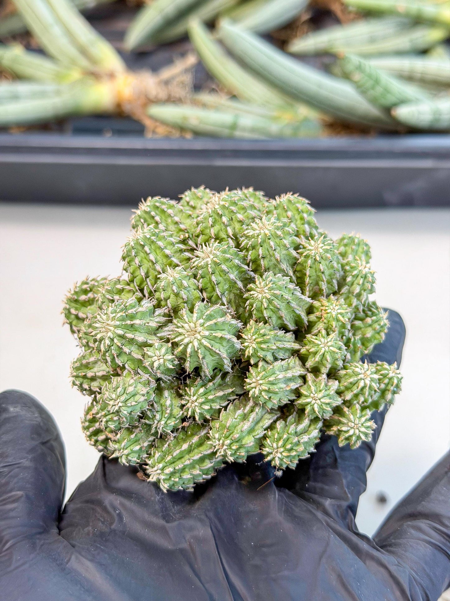 Sepulta Cluster Cactus (b) | Rare Succulent
