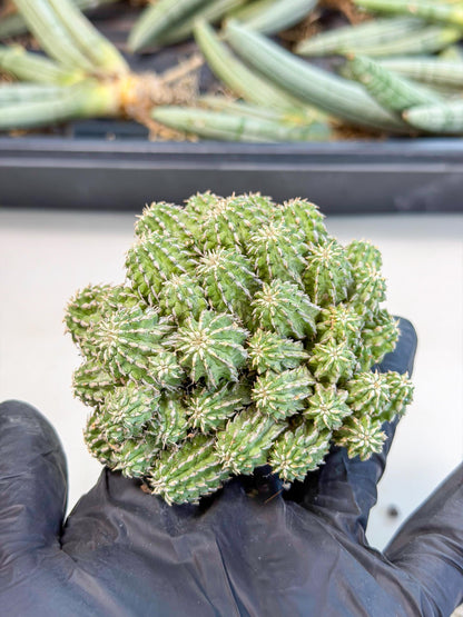 Sepulta Cluster Cactus (b) | Rare Succulent