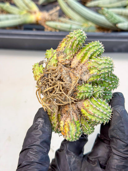 Sepulta Cluster Cactus (b) | Rare Succulent