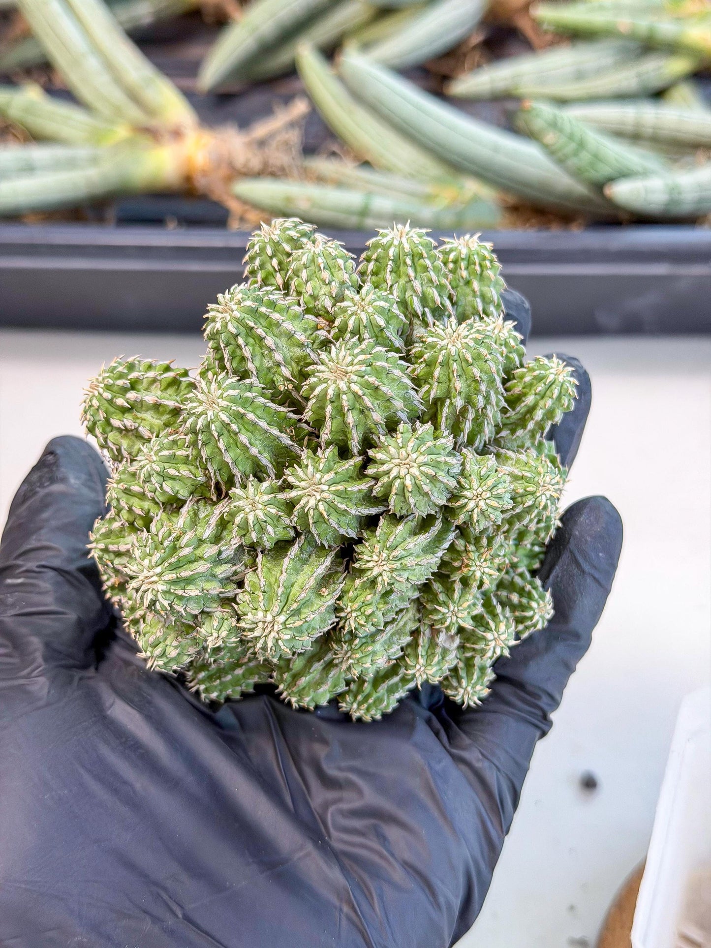 Sepulta Cluster Cactus (b) | Rare Succulent