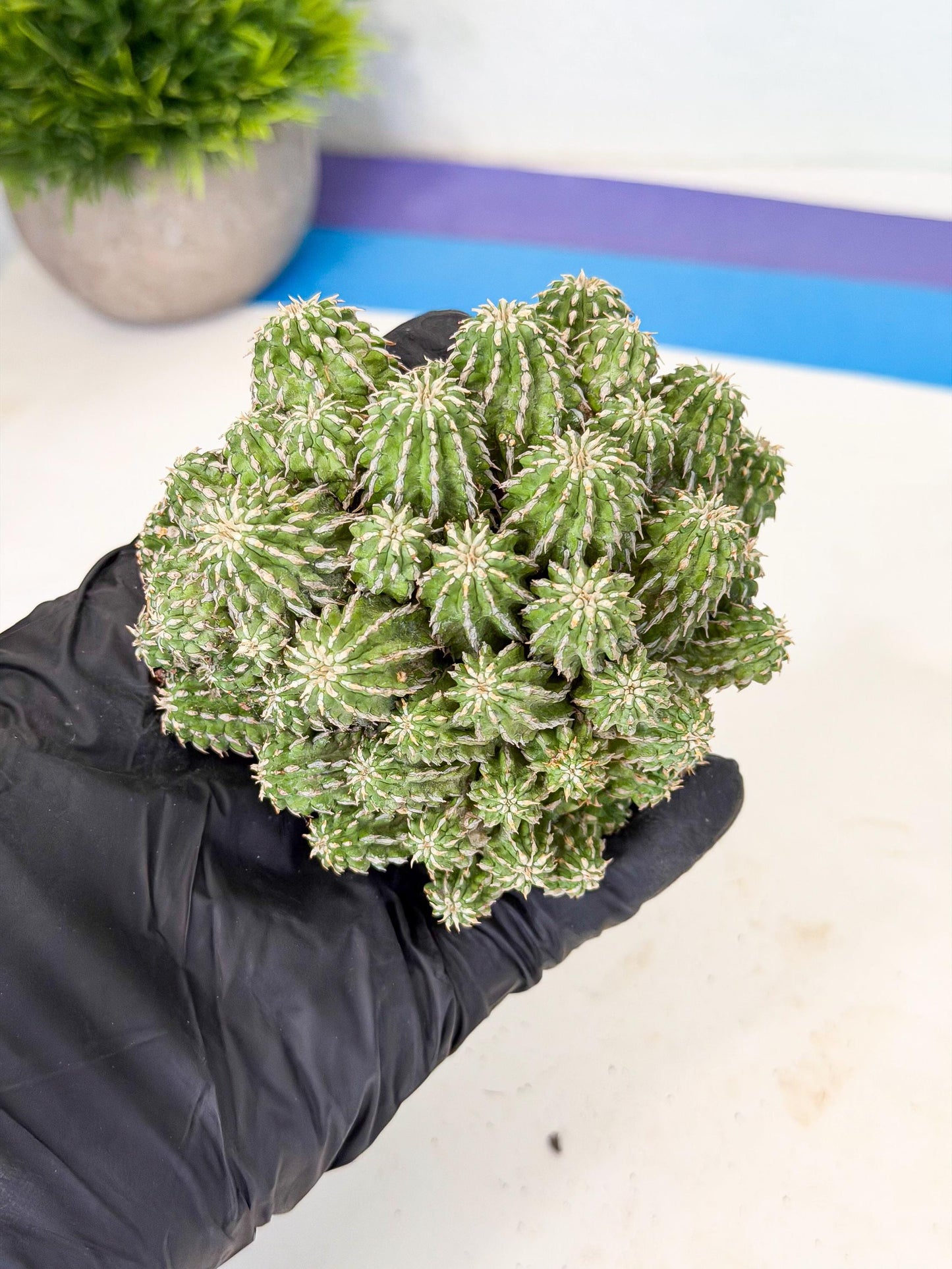 Sepulta Cluster Cactus (b) | Rare Succulent