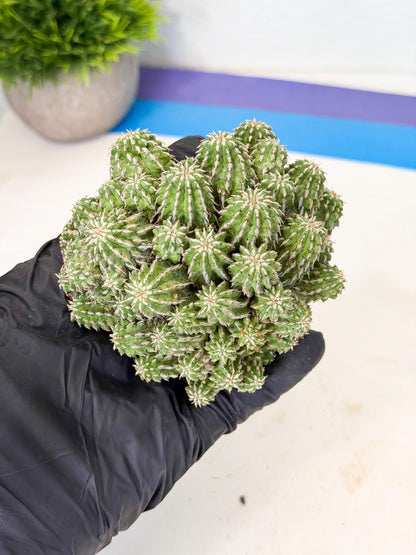 Sepulta Cluster Cactus (b) | Rare Succulent