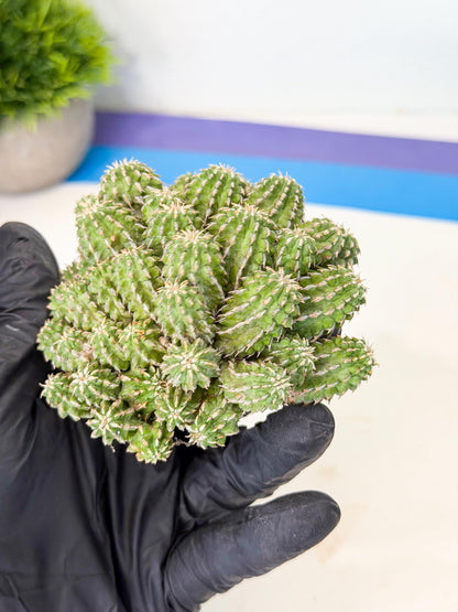 Sepulta Cluster Cactus (b) | Rare Succulent
