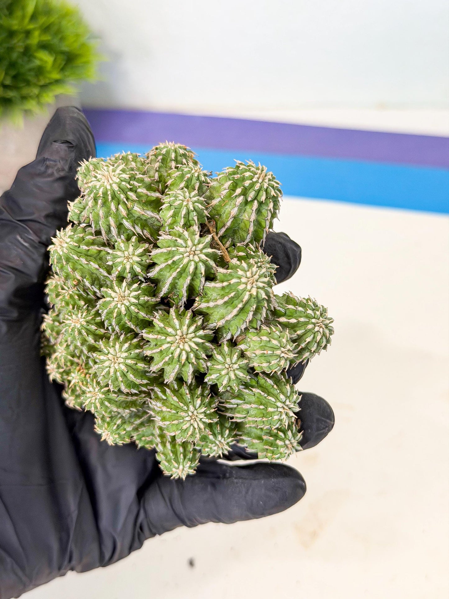 Sepulta Cluster Cactus (b) | Rare Succulent