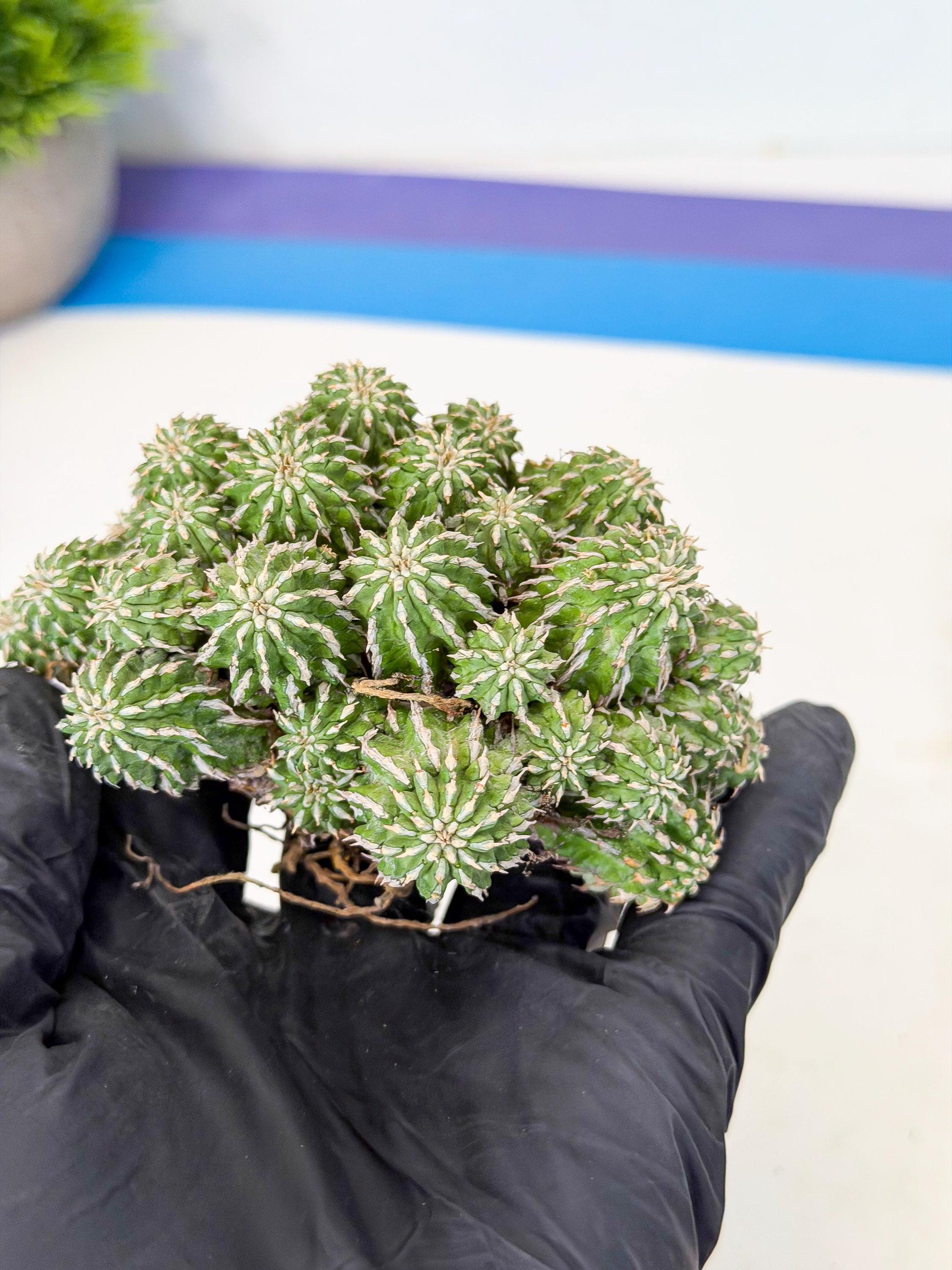 Sepulta Cluster Cactus (b) | Rare Succulent
