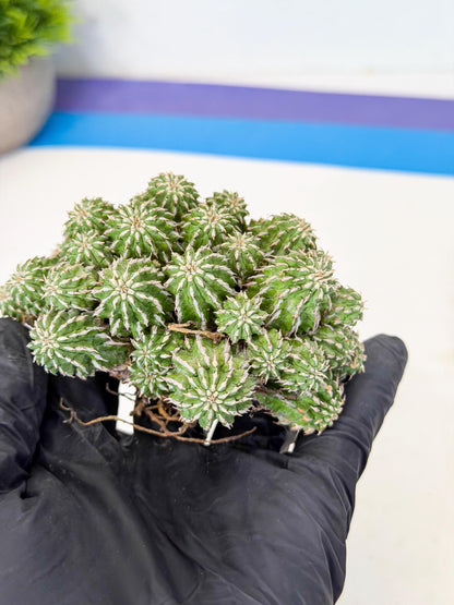 Sepulta Cluster Cactus (b) | Rare Succulent