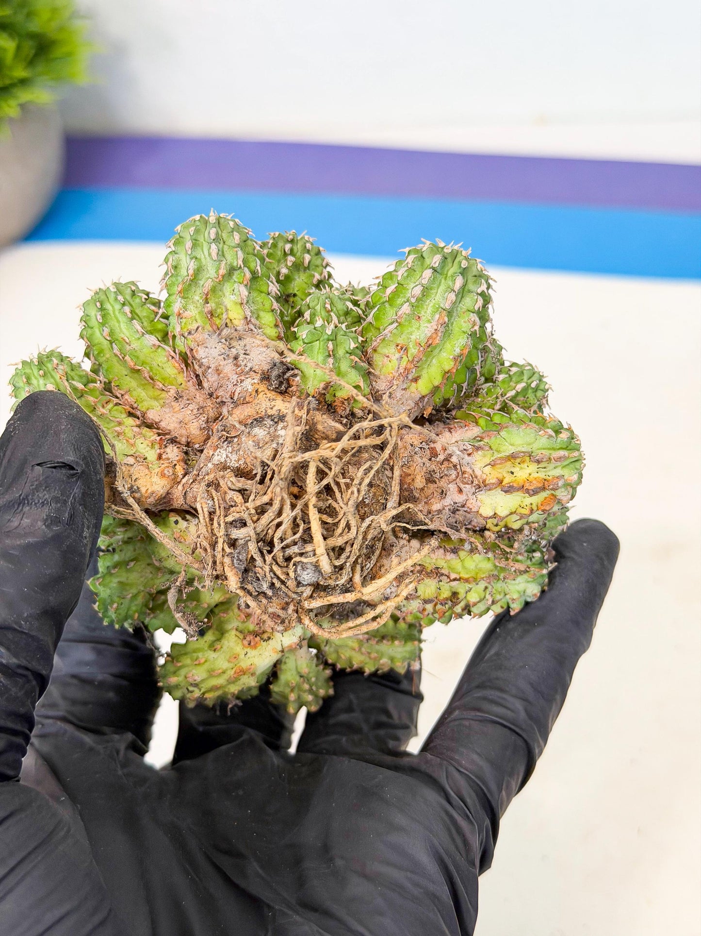 Sepulta Cluster Cactus (b) | Rare Succulent
