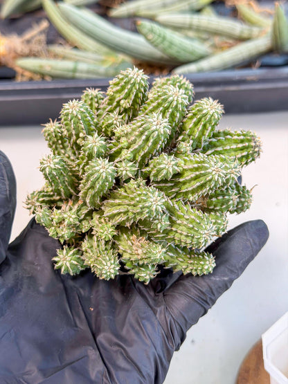 Sepulta Cluster Cactus (g) | Rare Succulent