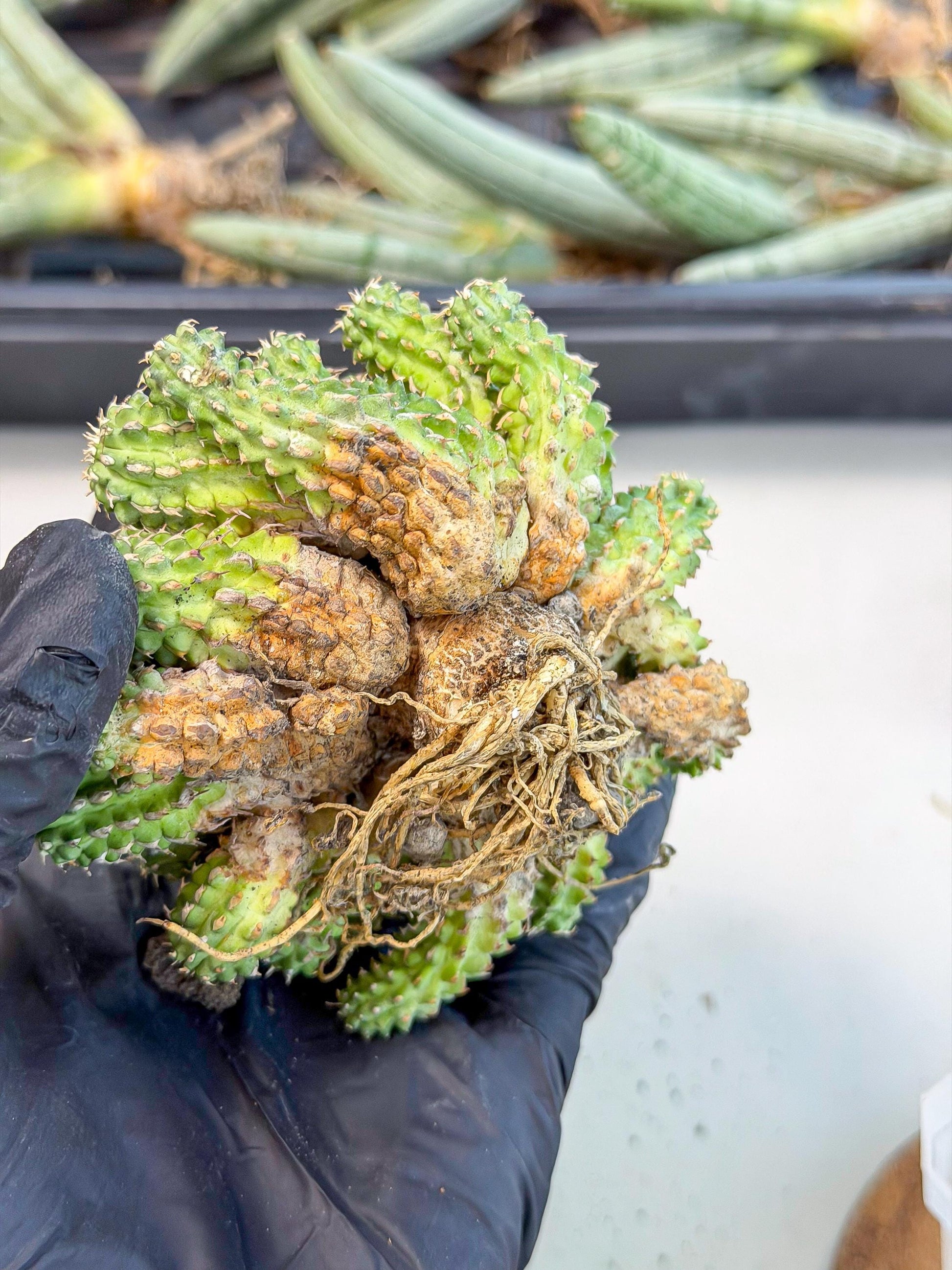 Sepulta Cluster Cactus (g) | Rare Succulent