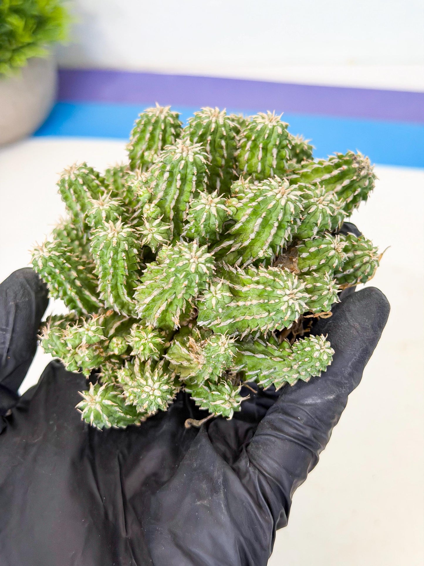 Sepulta Cluster Cactus (g) | Rare Succulent