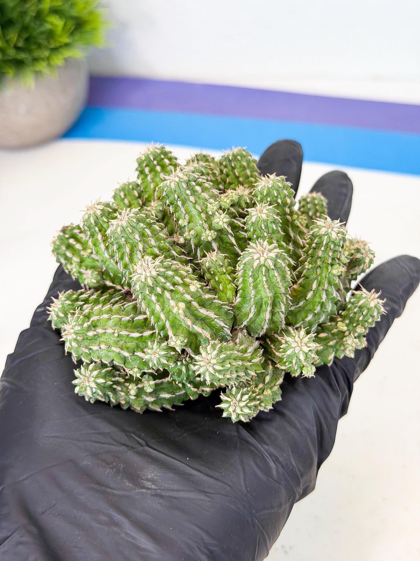 Sepulta Cluster Cactus (g) | Rare Succulent