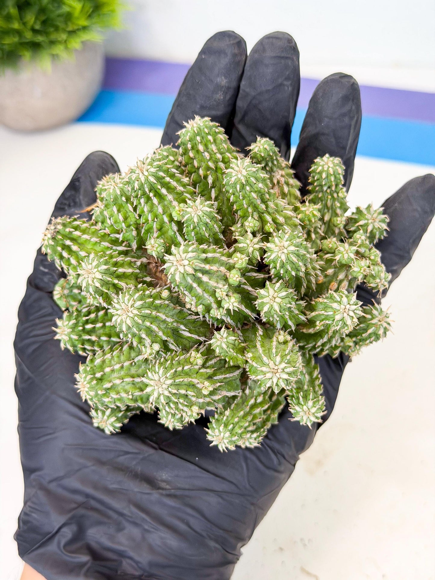 Sepulta Cluster Cactus (g) | Rare Succulent