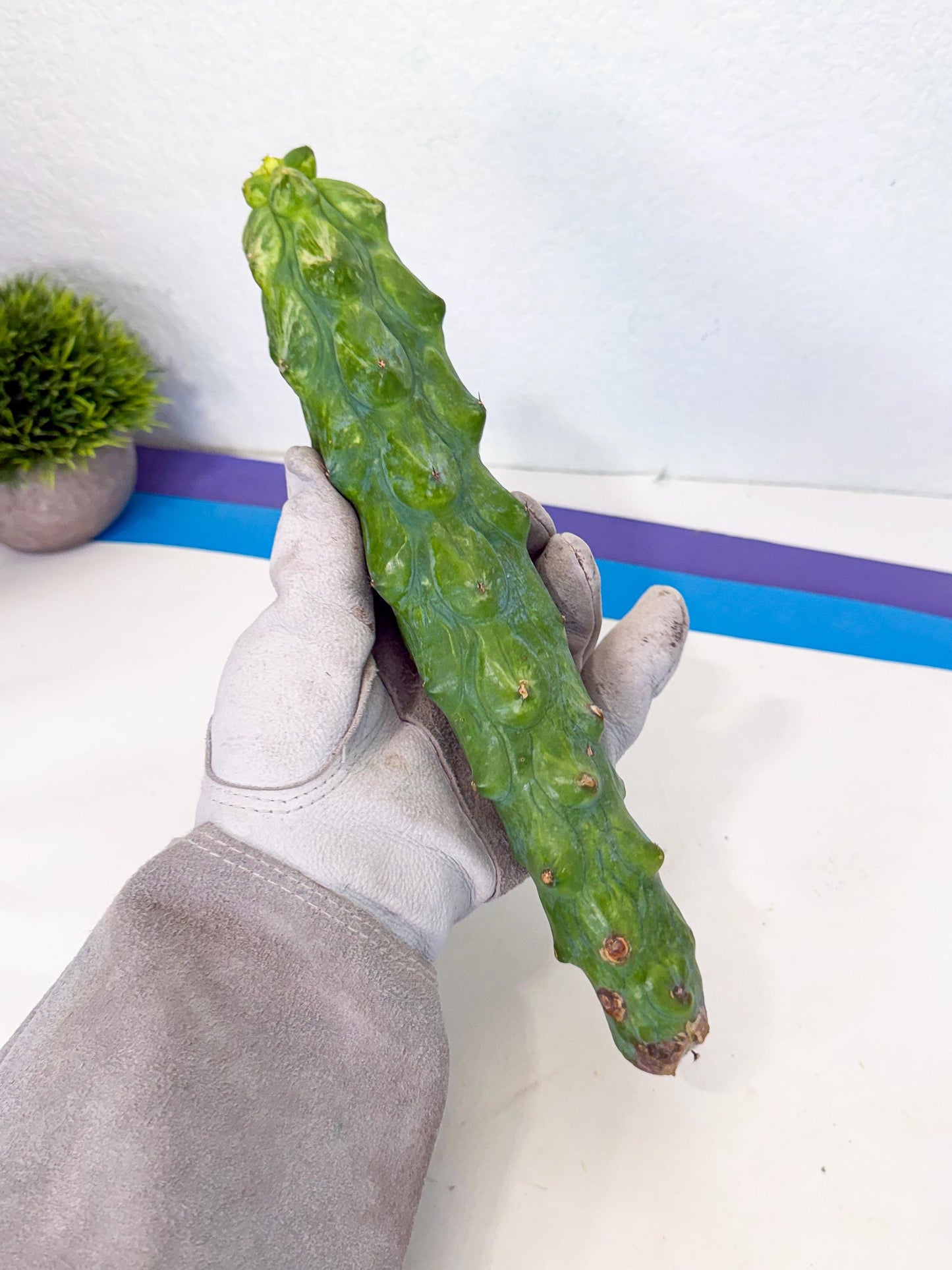 Variegated Boobie Cactus (2) | Best For Drafting