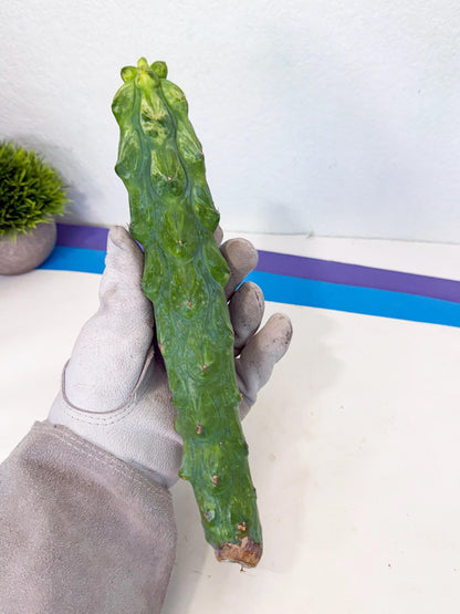 Variegated Boobie Cactus (2) | Best For Drafting