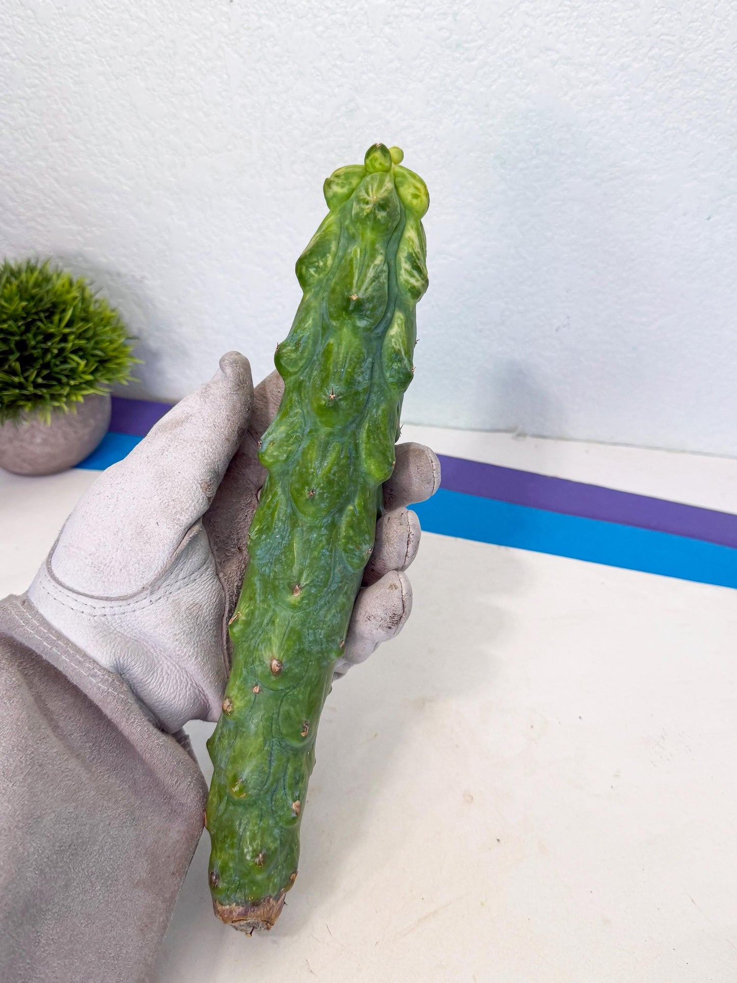 Variegated Boobie Cactus (2) | Best For Drafting