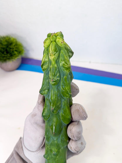 Variegated Boobie Cactus (3) | Best For Drafting