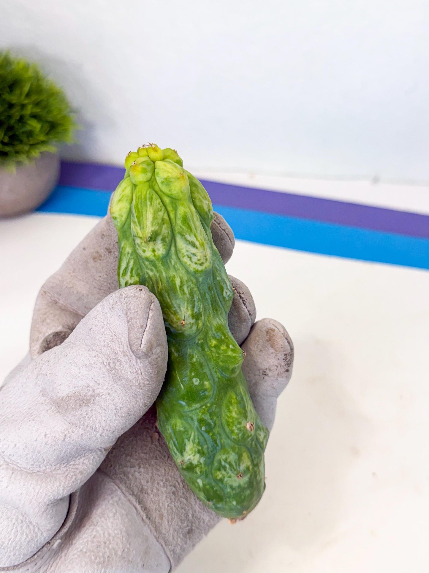 Variegated Boobie Cactus (4) | Best For Drafting