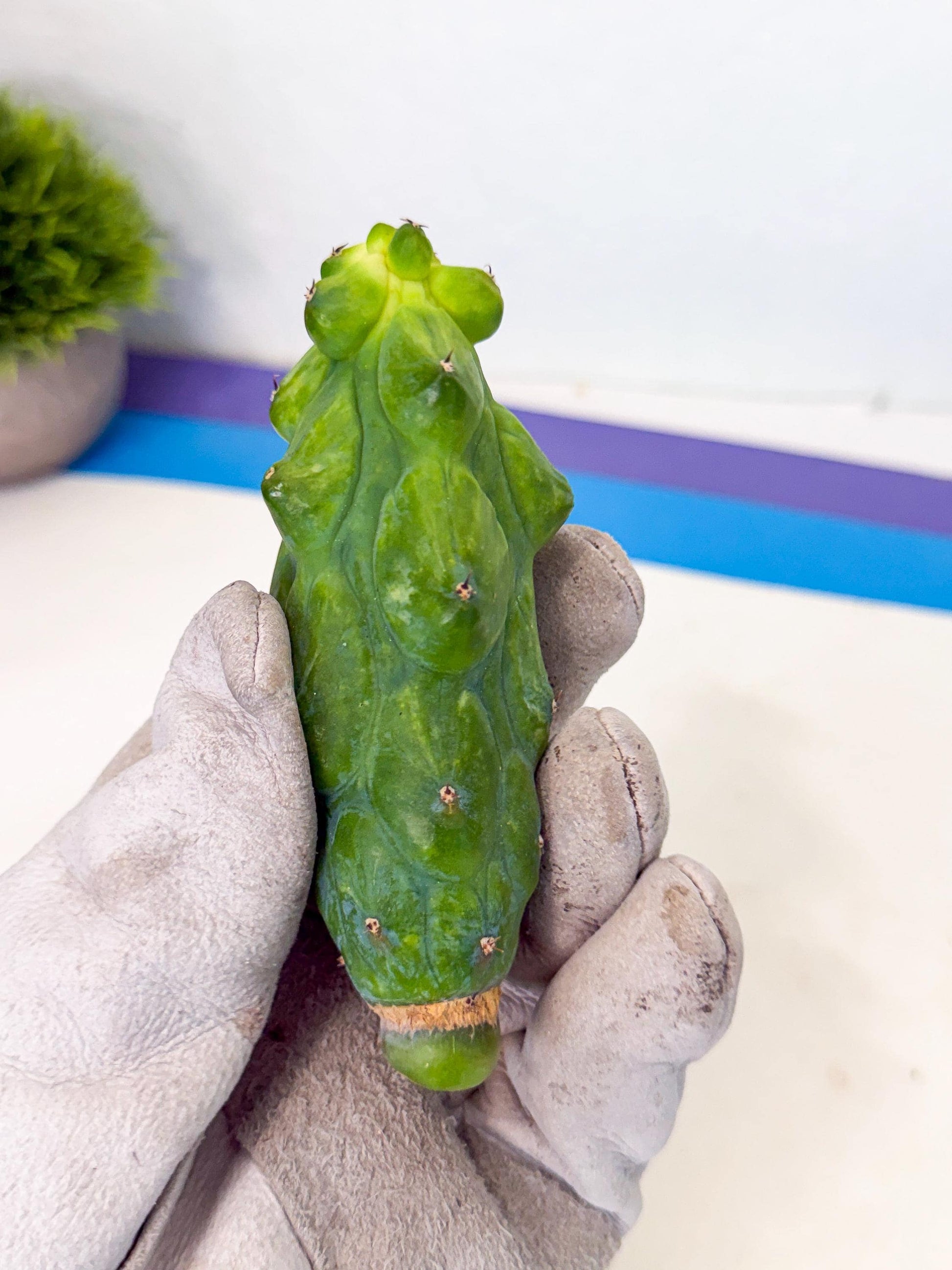 Variegated Boobie Cactus (6) | Best For Drafting