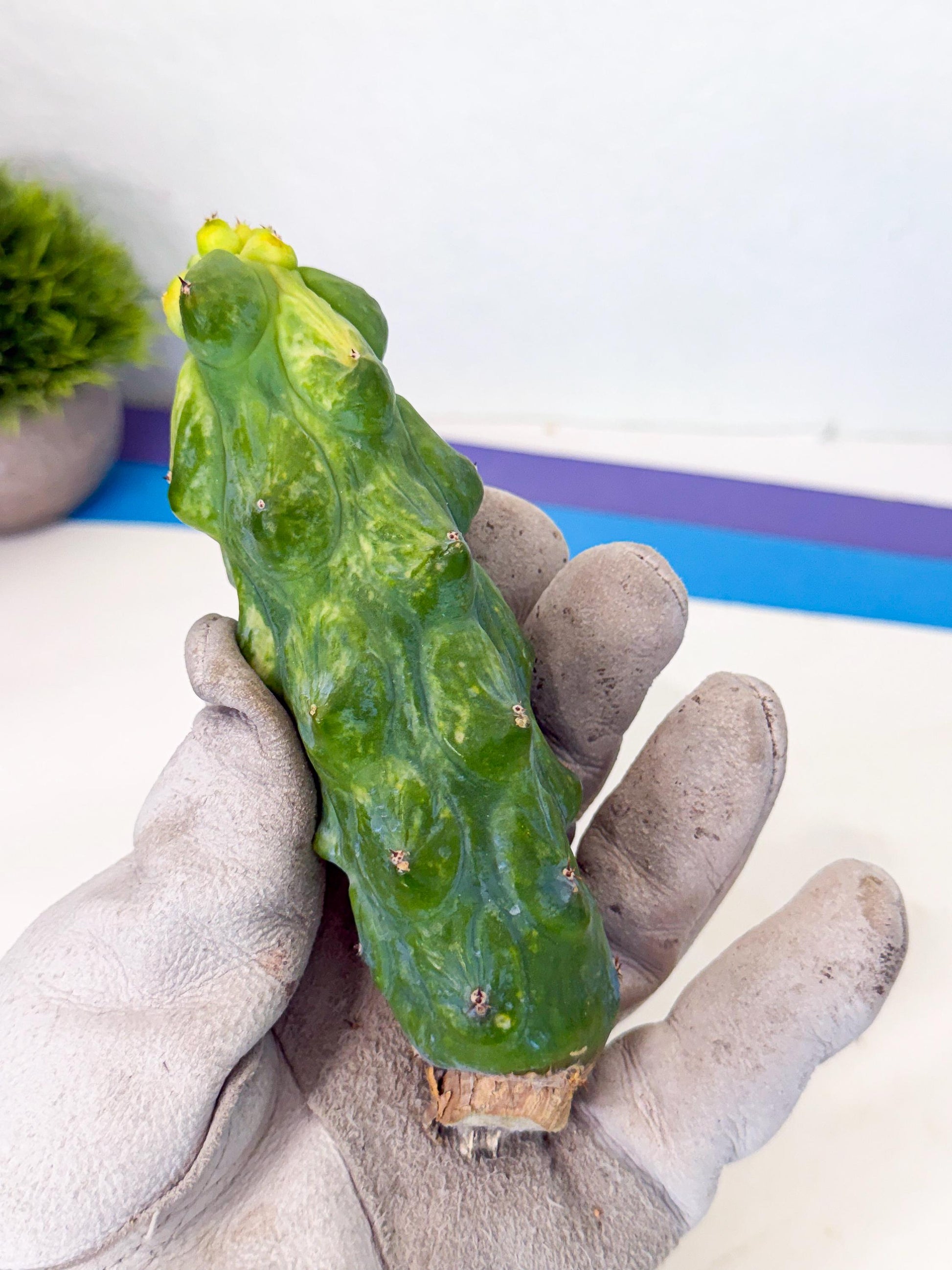 Variegated Boobie Cactus (o7) | Best For Drafting