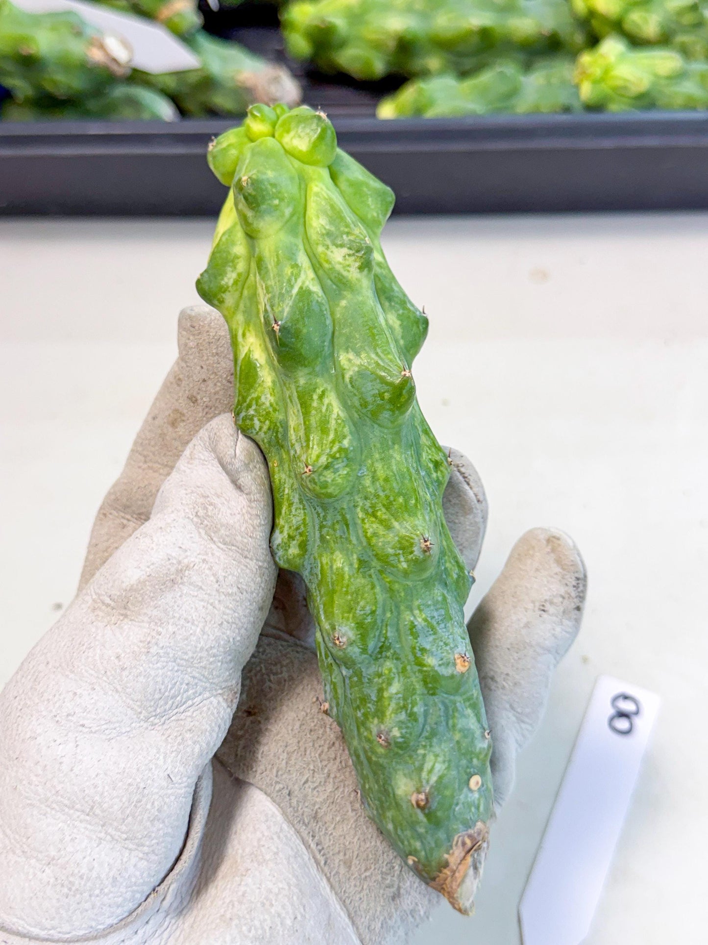 Variegated Boobie Cactus (8) | Best For Drafting
