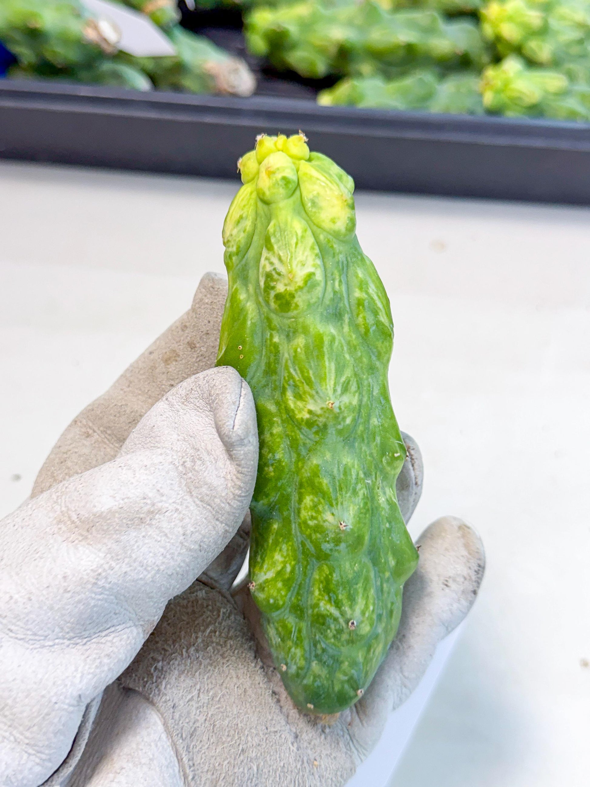 Variegated Boobie Cactus (o9) | Best For Drafting